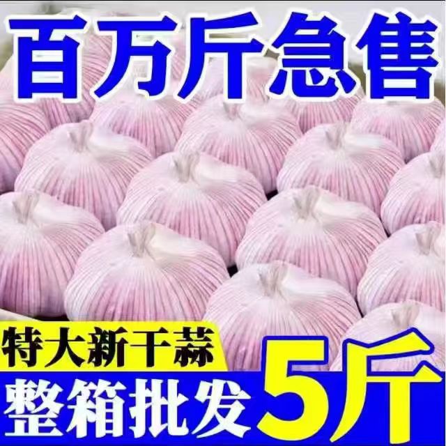 2025新干蒜紫1白皮饱满多汁辛辣味十足可做腊八蒜糖醋蒜