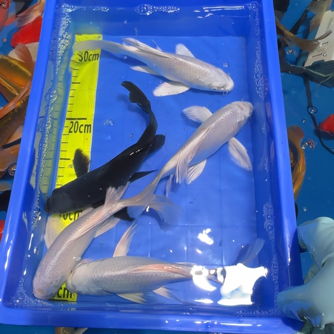 中国大陆蝴蝶鲤精品五条