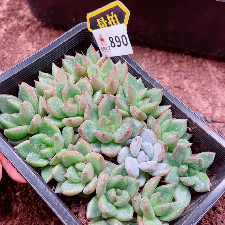 多肉植物多肉植物