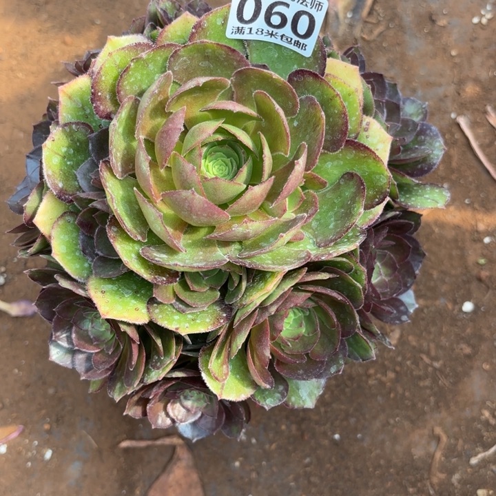 060万圣节掌心多肉法师锦