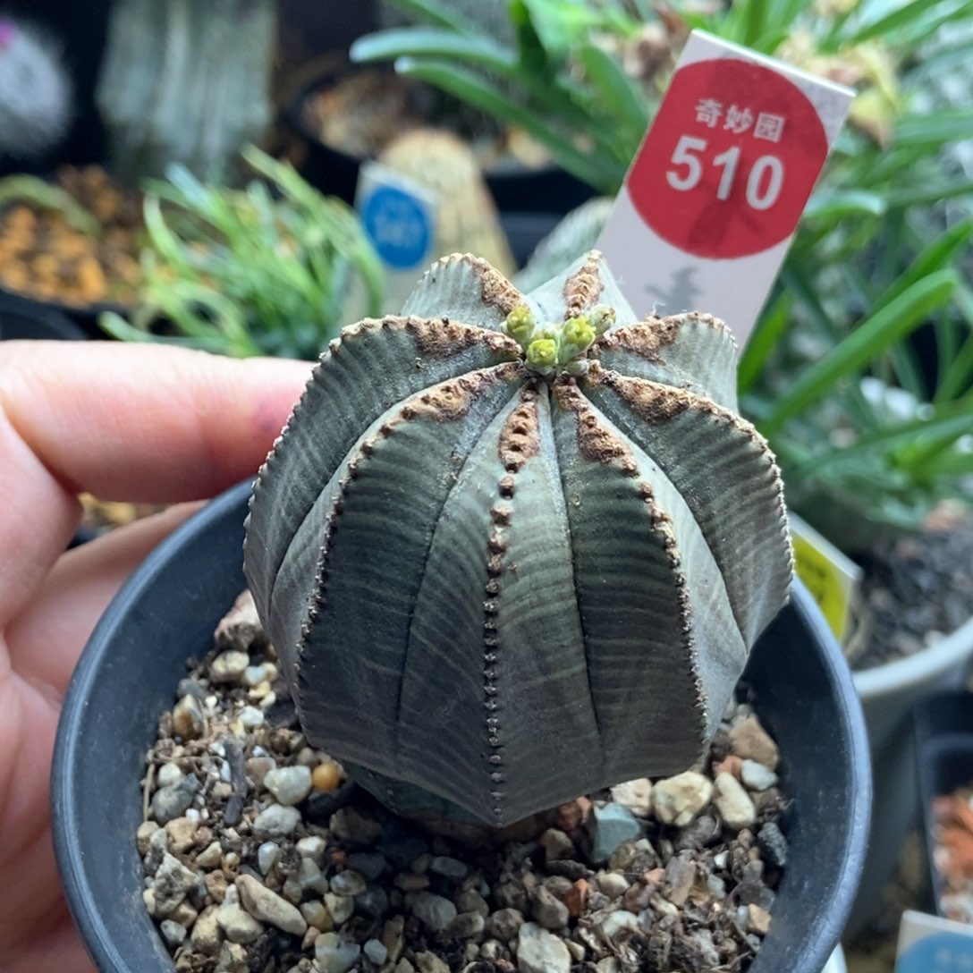 实生拉链斑欧系布纹球4.8cm