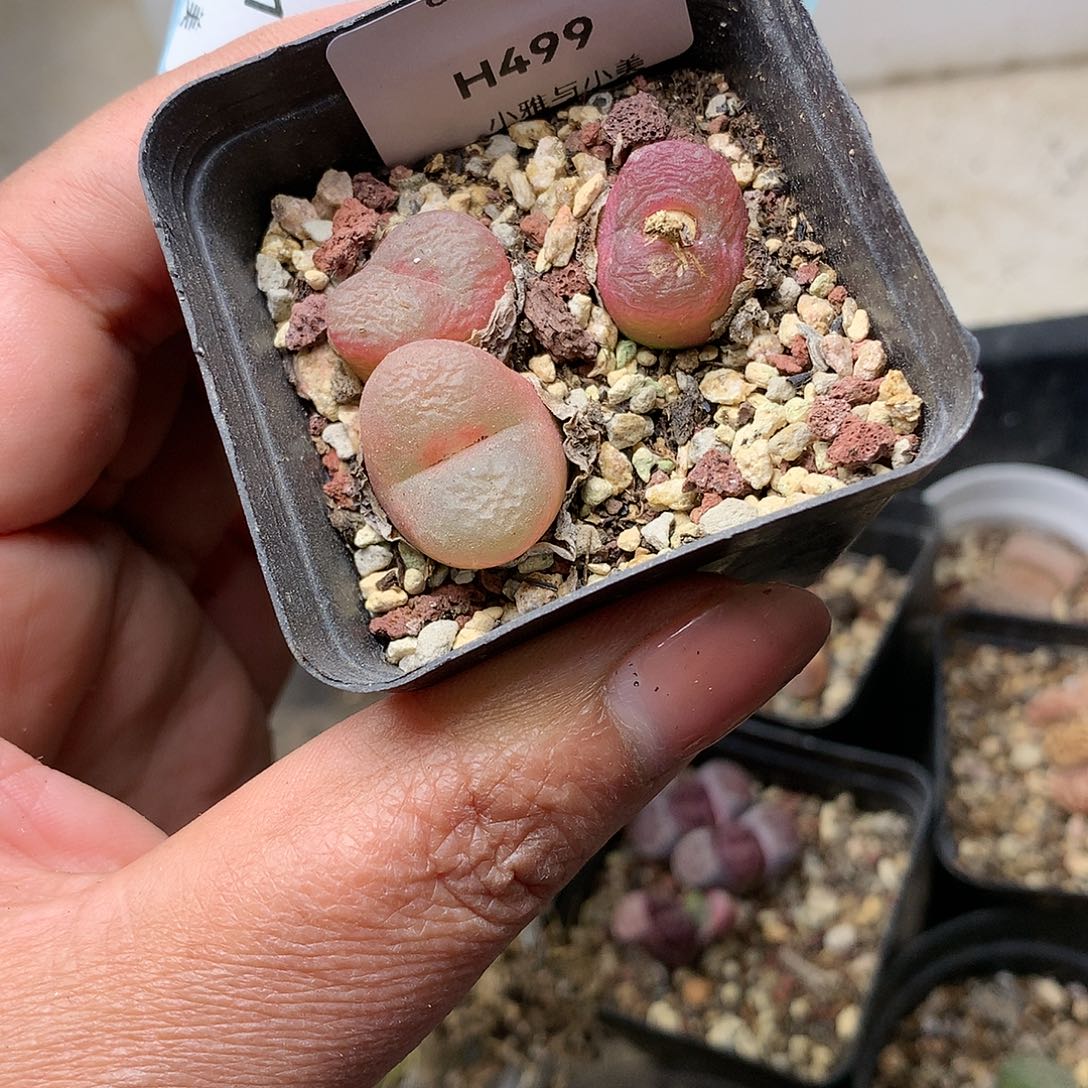 H499多肉植物保护研究所