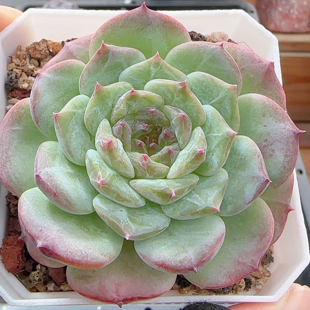 多肉0906-88糖心糖心