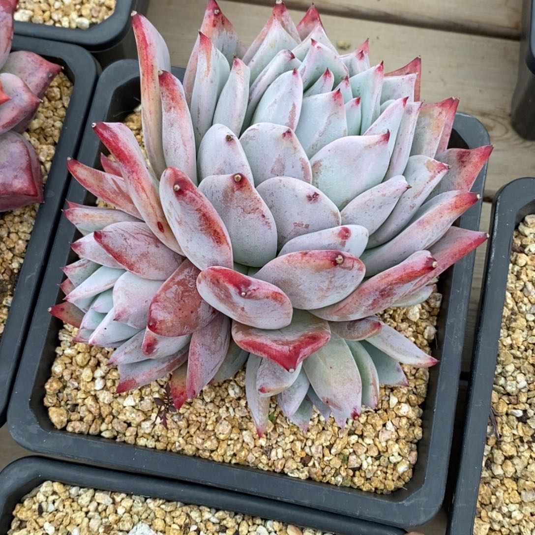 健健康康快快乐乐满38包邮多肉