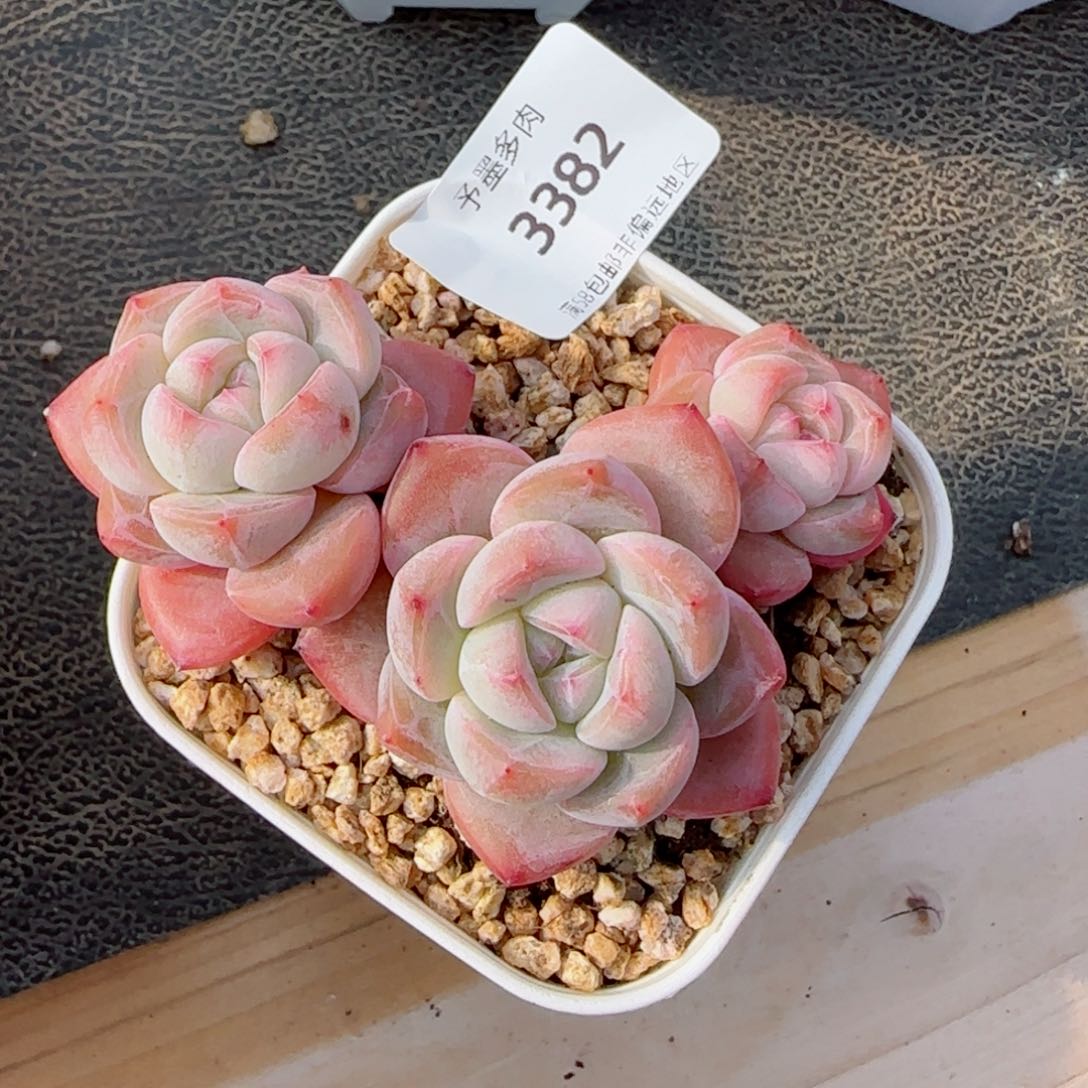 冰魄，3382多肉植物