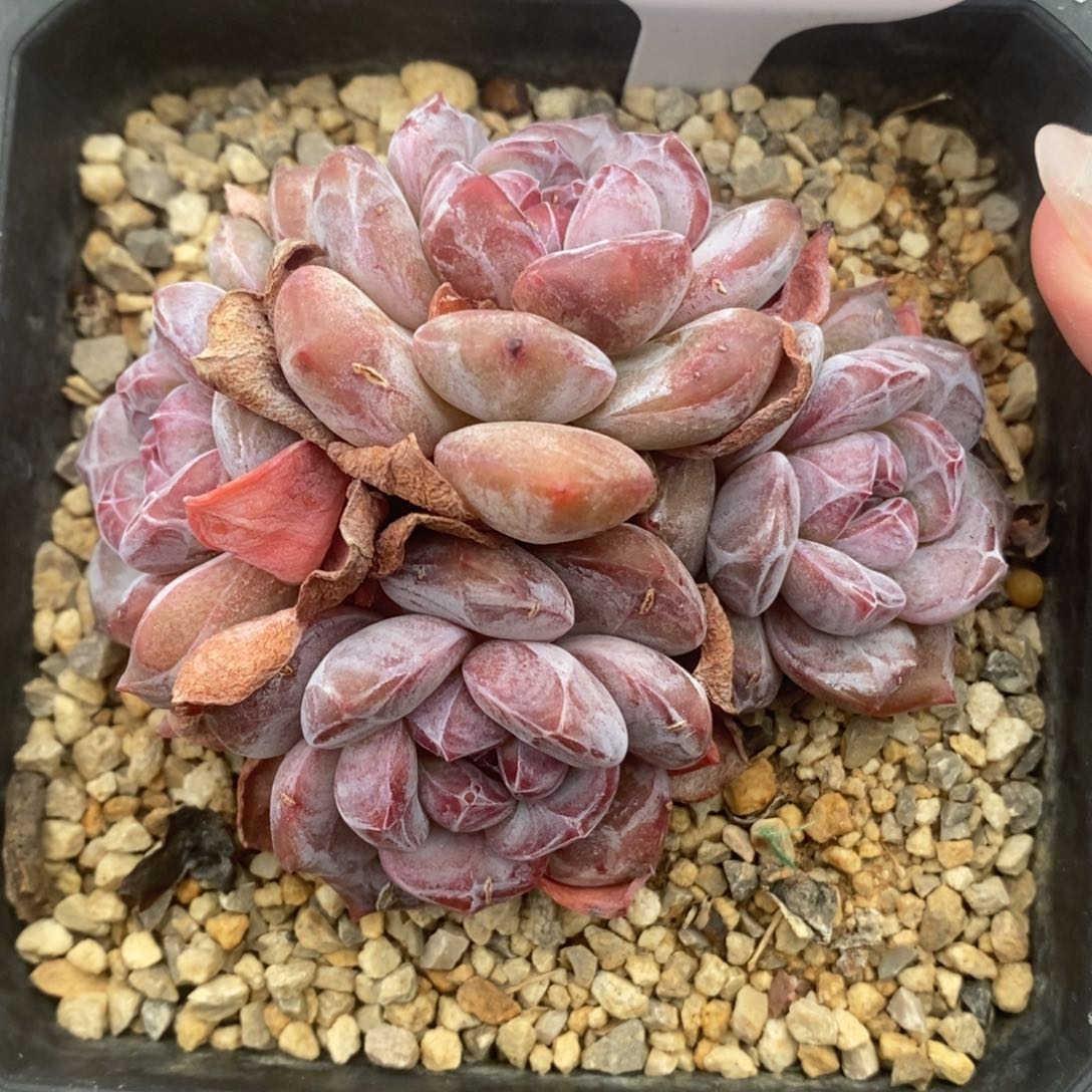 四头短肥圆小包子 