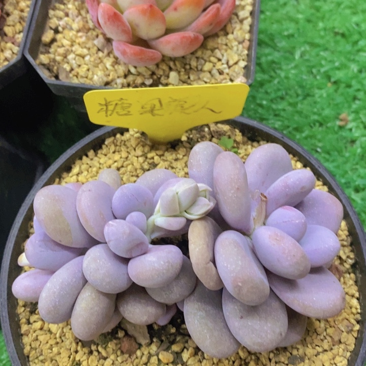 多肉植物，开心多肉