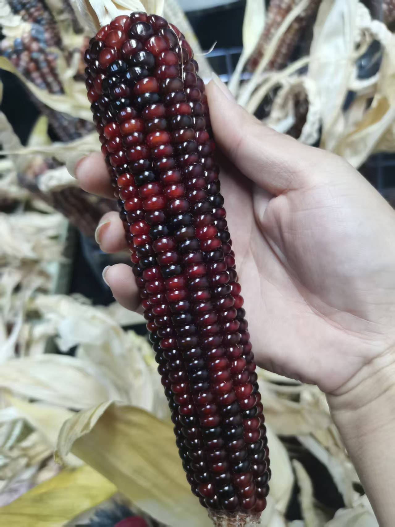 精美文玩玉米宝石血丝汽车挂件，摆件吊坠。（直播间使用）