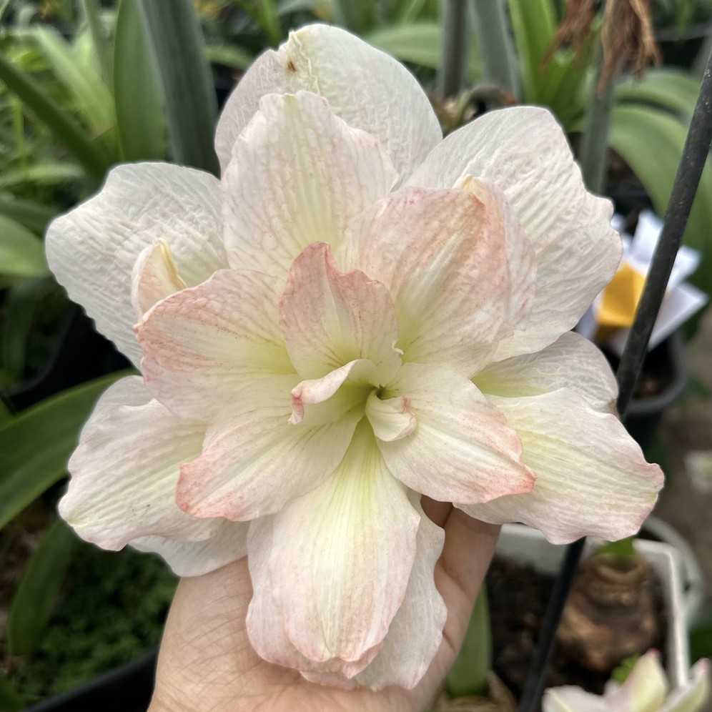 朱顶红-越南朱WW-03  5.7cm干球，已开花对版，不包后期养护