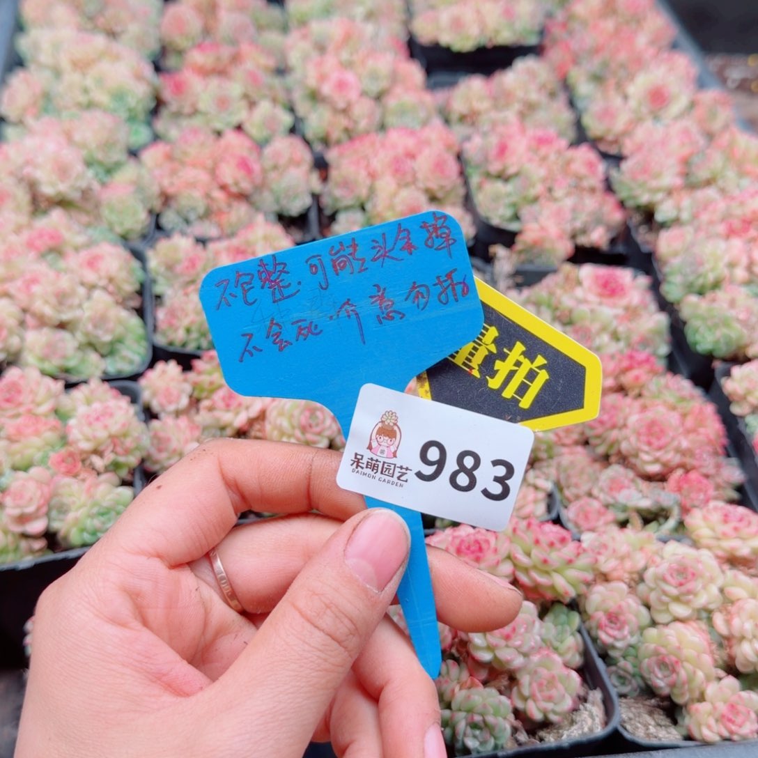 多肉植物多肉植物