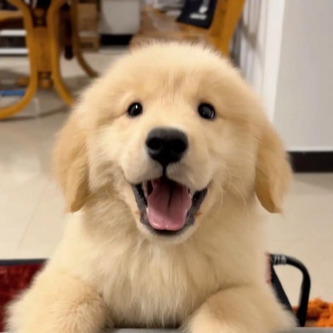 赛级纯种金毛犬宝贝