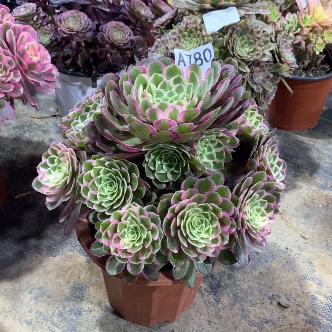 嫩桩孔雀翎780多肉法师植物