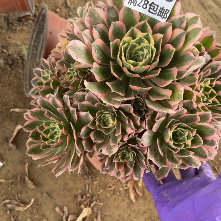 5490二号棚大白凤多肉A