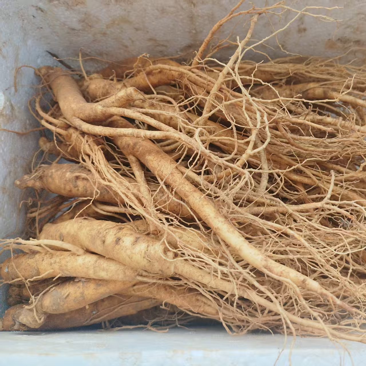 东北鲜人参，14.9 元一根