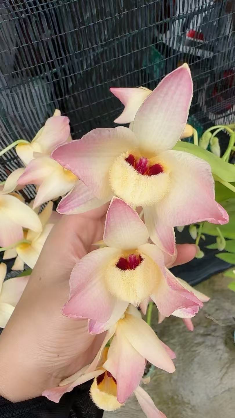 稀有名贵品种，大花红杓唇石斛花可用于庭院阳台种植的有氧花卉