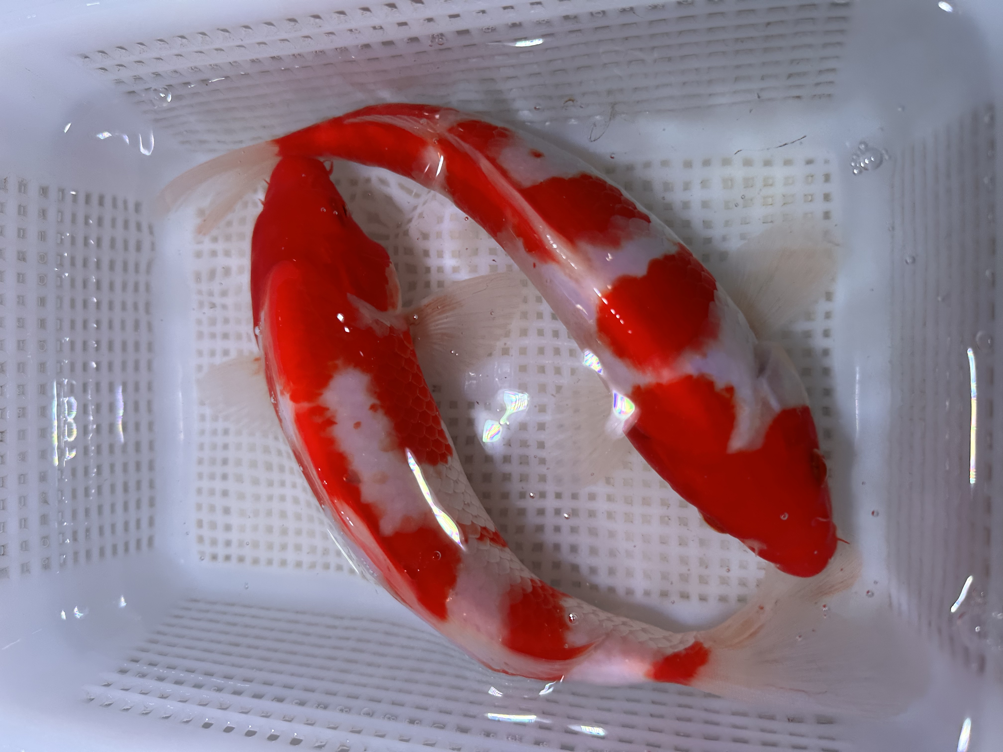 【两条装】20-25红白两条观赏鱼冷水鱼精品锦鲤好养活包邮