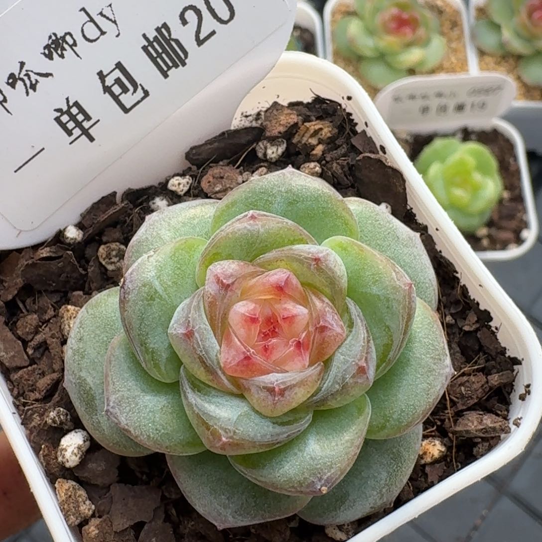 0327-020-混播单头