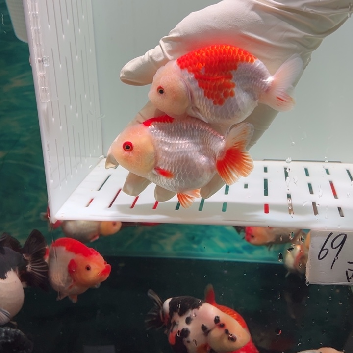 海水鱼两只特价包邮