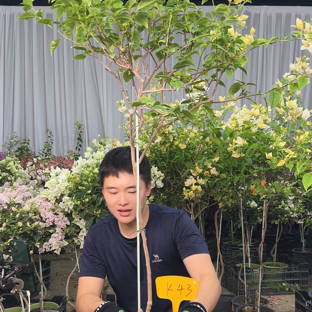 懿***宝大部分花苞少量开放K43苏瓦娜