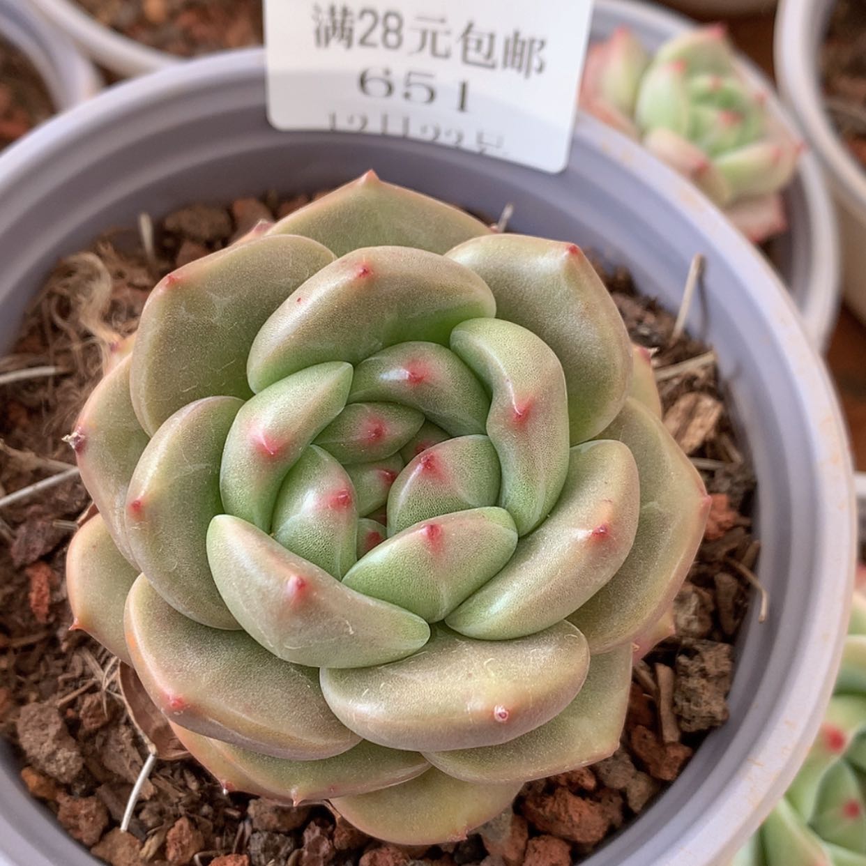 【闪购商品】云651号Q橙5厘米