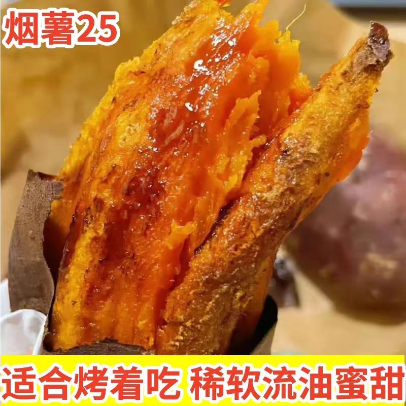 【烟薯25】新鲜现挖沙地番薯烟薯25号红薯粉糯香甜蜜薯正宗地瓜番薯