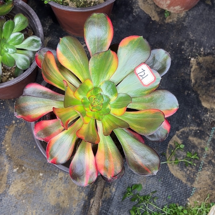 巫毒七彩单头721多肉