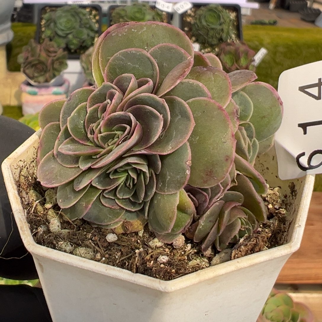 614小叶绒边泽兰朵缀5.5厘米