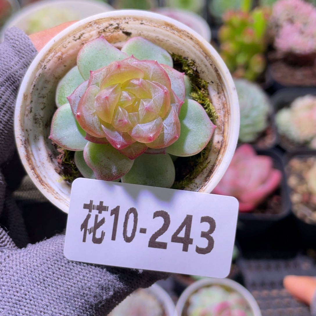 花利美10-243珍妮