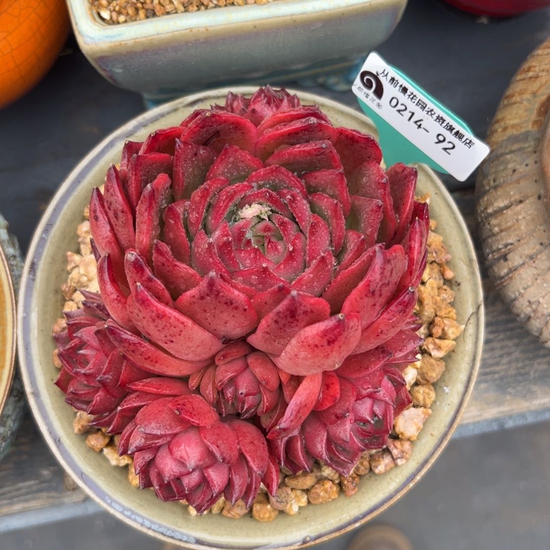 多肉一物一拍0214-92