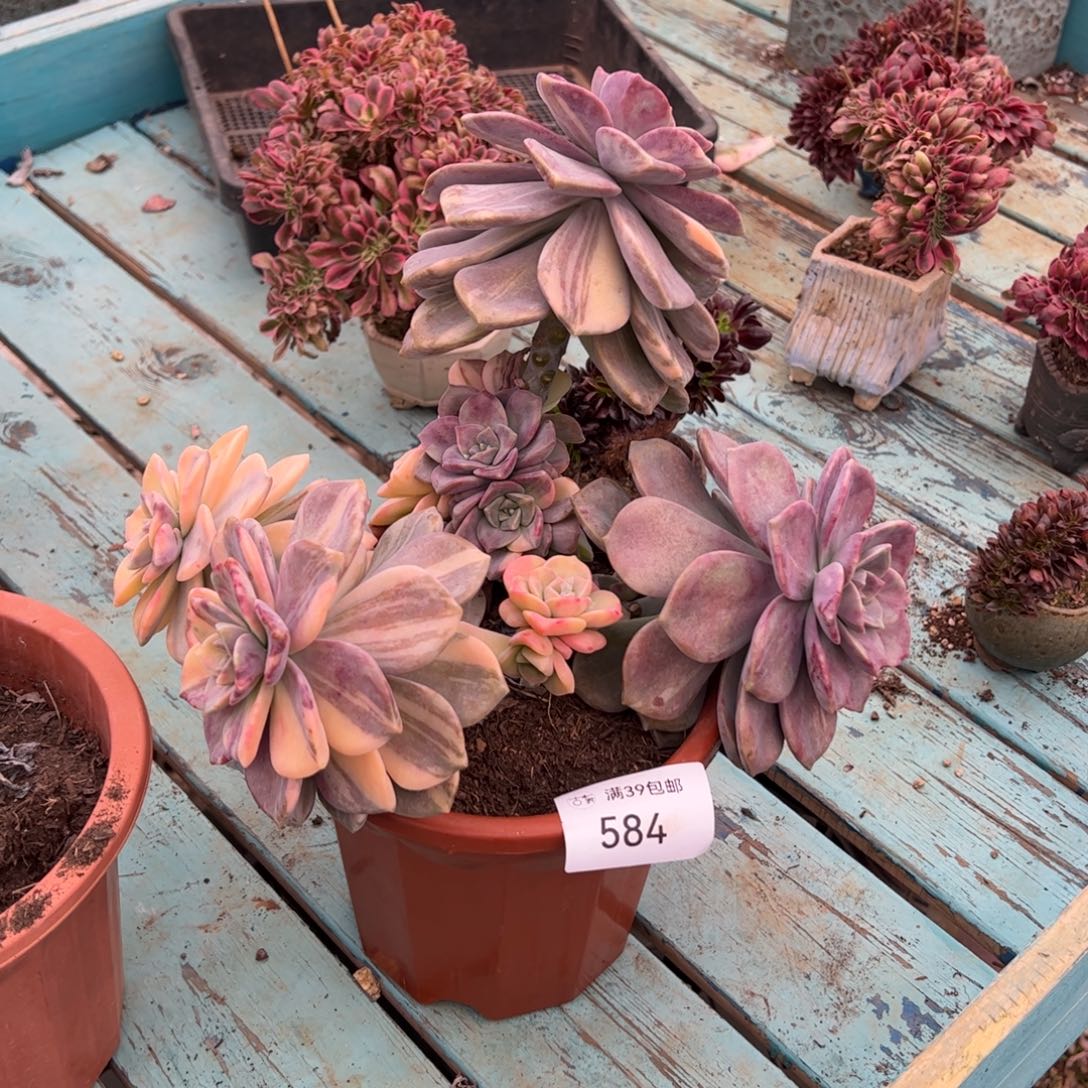 584多肉植物纤维维生素
