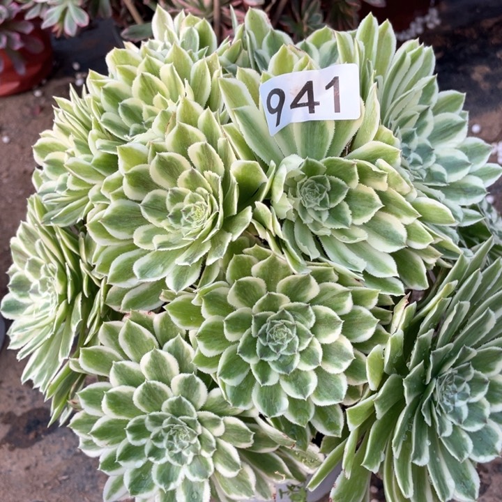 941多肉植物碧浪