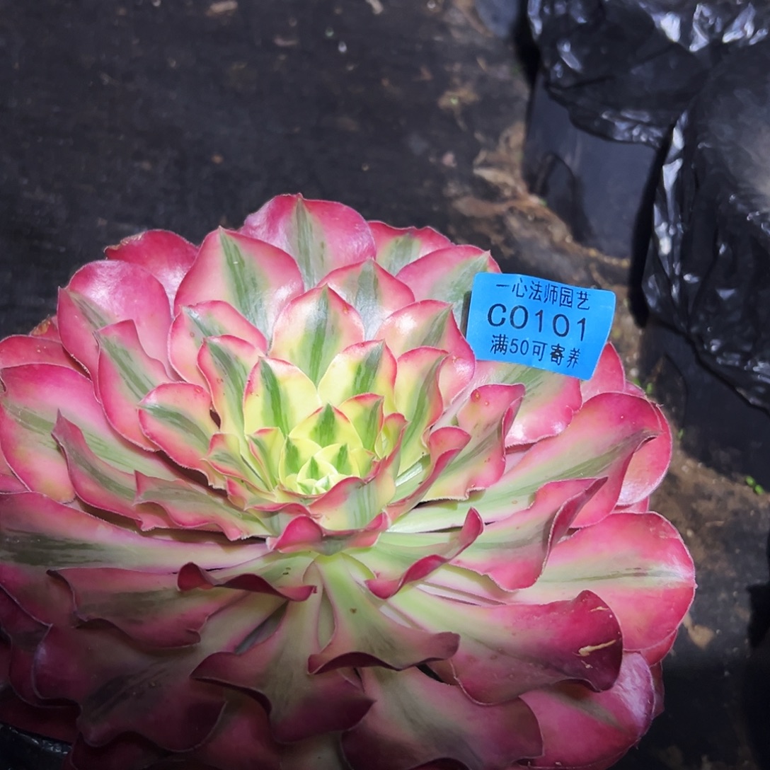 查***秀101爱丽丝单头、多肉