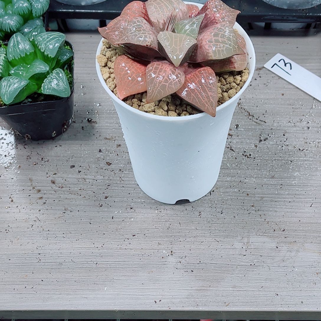 粉玻璃玉露一勿一拍