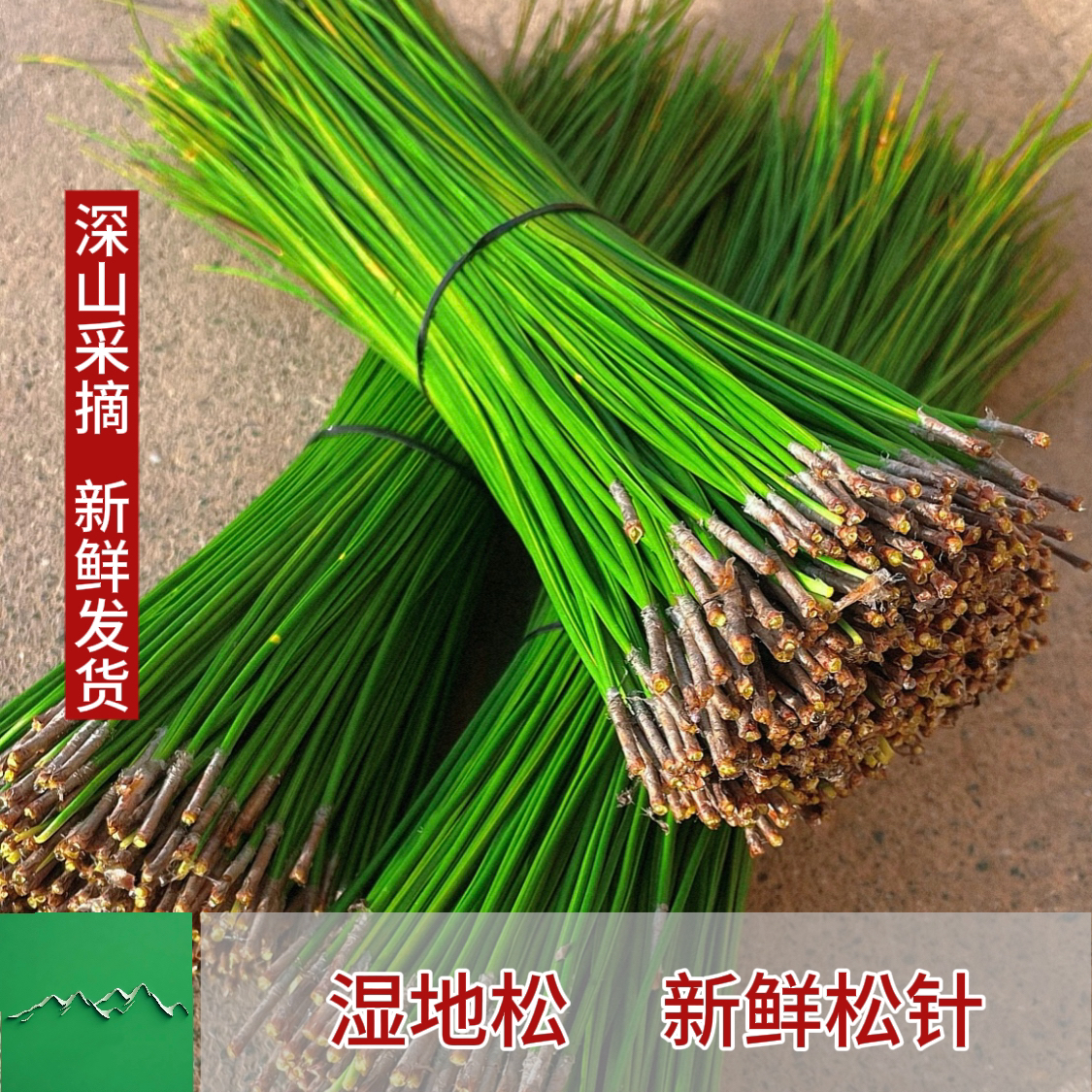 新鲜松针湿地纯松针松树叶鲜松树新鲜现摘泡水泡酒湿鲜松针蒸包子