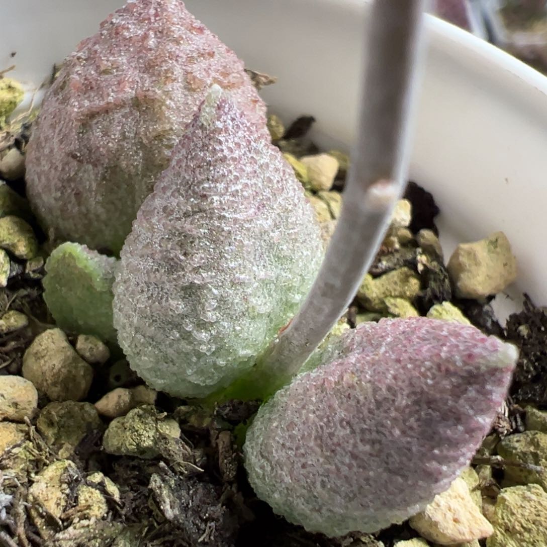 实生新品大苗多肉植物水泡