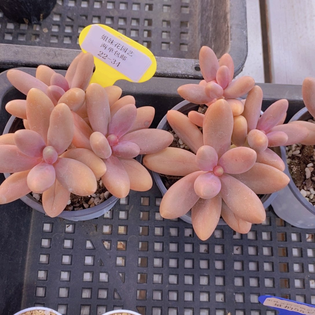 22-34-精品老桩糖果美人群一个