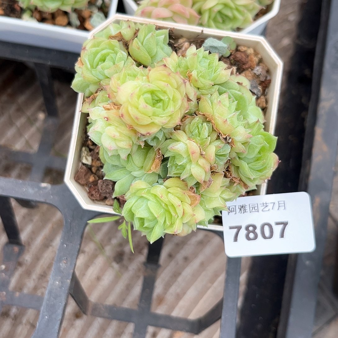 阿雅园艺。      7807