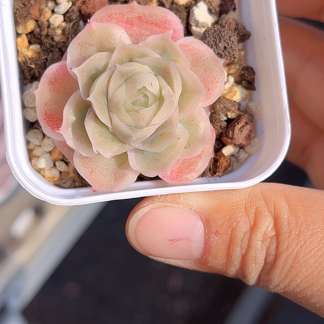 242 虾饺    满18包邮