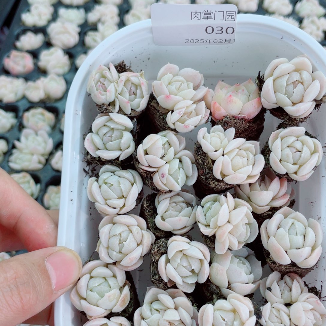 开心快乐幸福快乐030