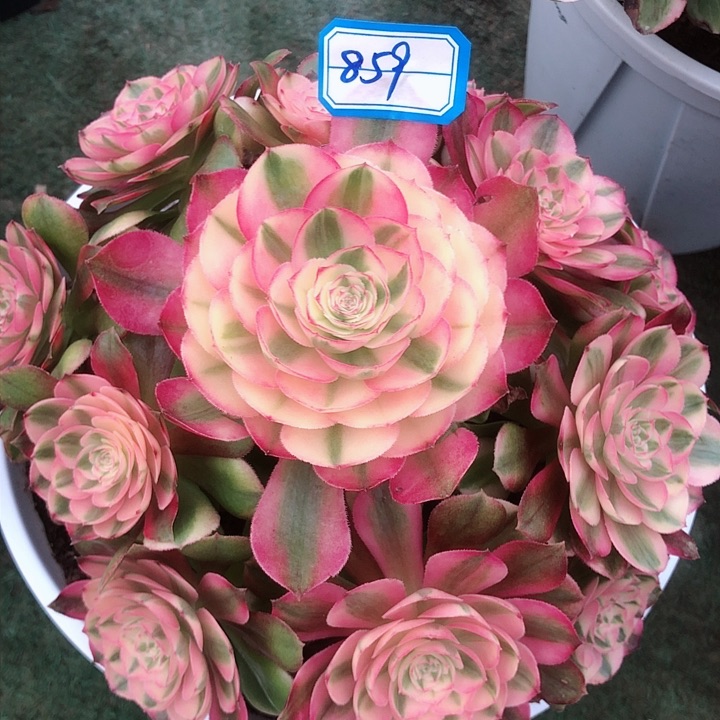 859荔枝多肉法师