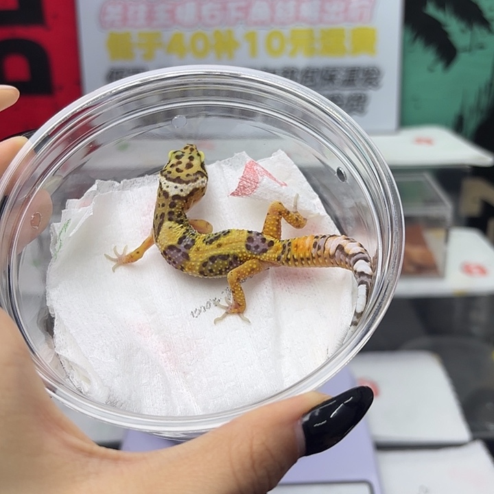 豹纹守宫橘翡 v151 妹妹