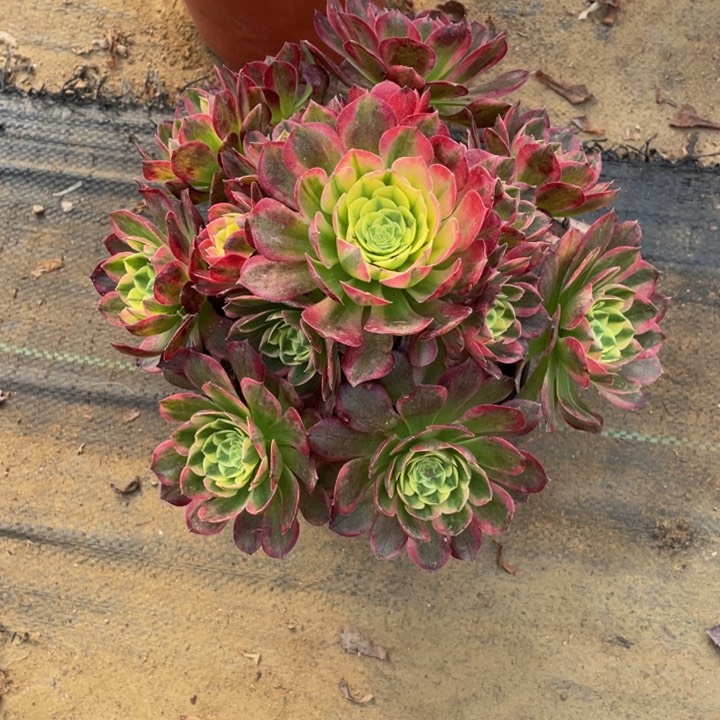 235海仙法师多肉断枝不售后