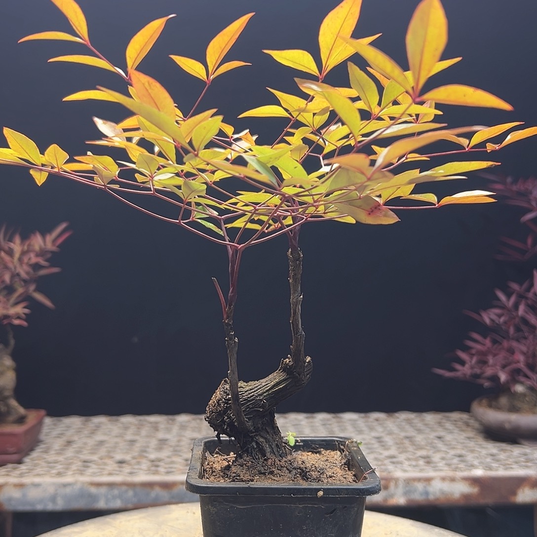 不开花植物00000005