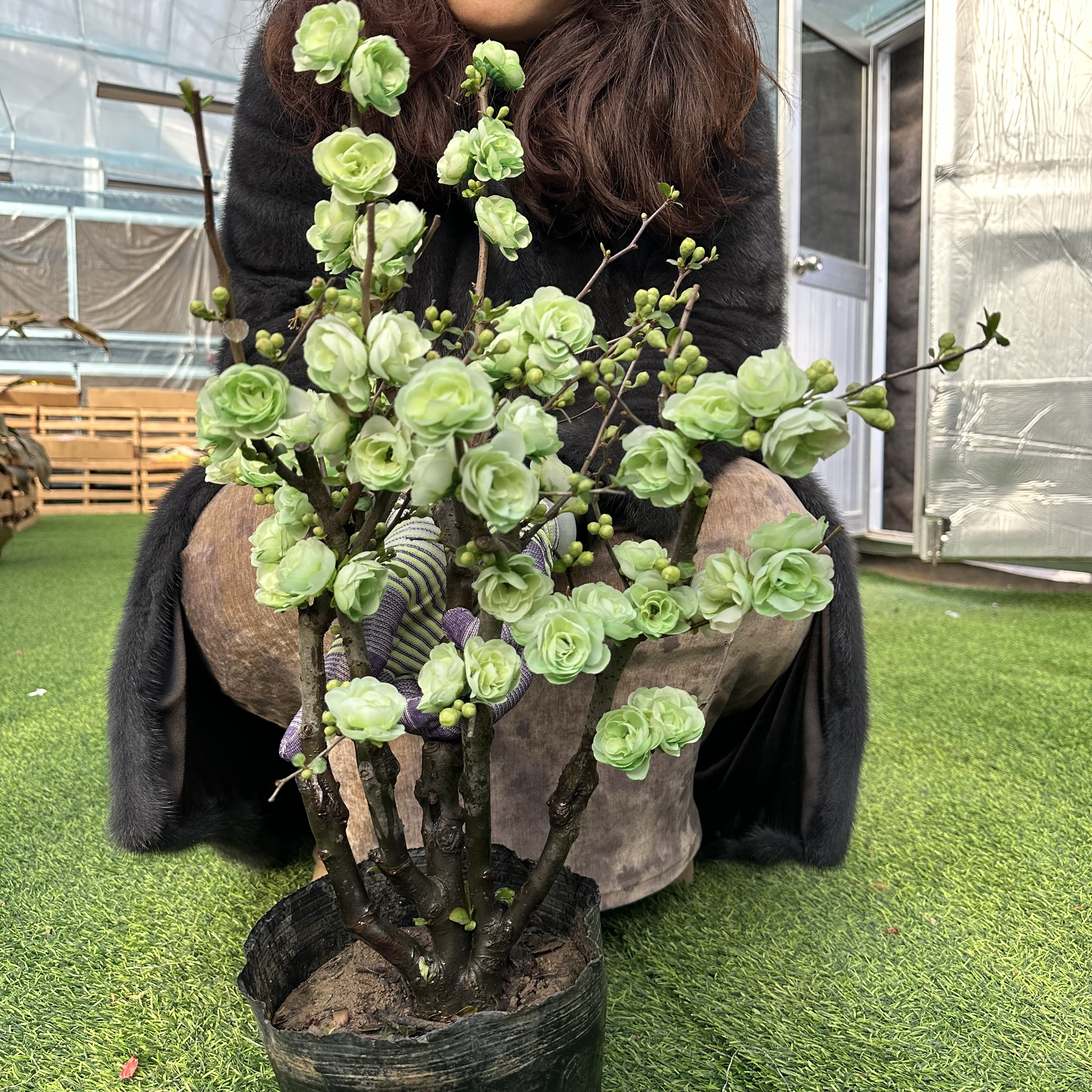 【帝王绿 绿宝石】稀少海棠盆景老桩 带花芽春节前后开花