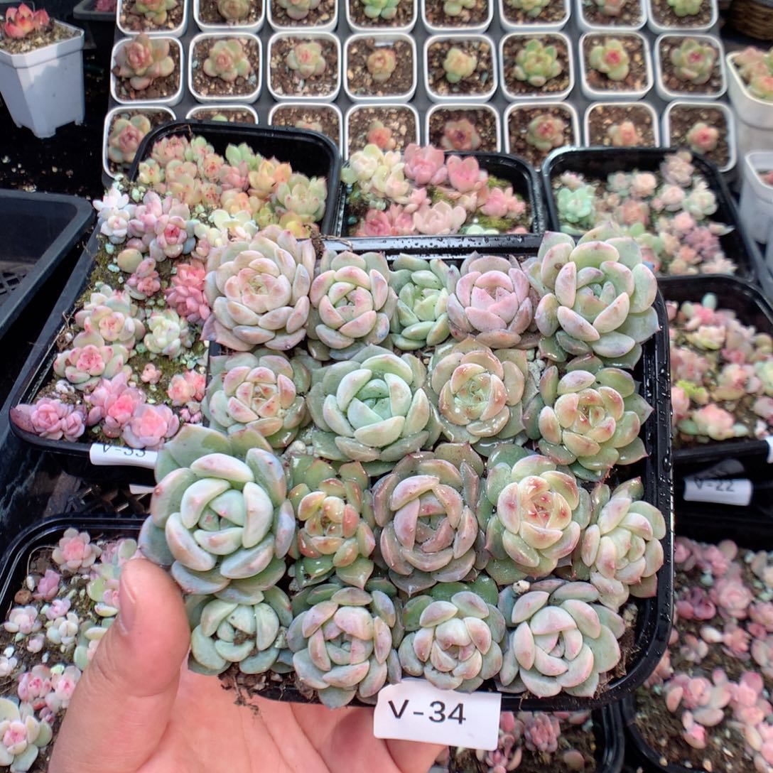 无花朵V34 风花雪月混巫拉拉个体