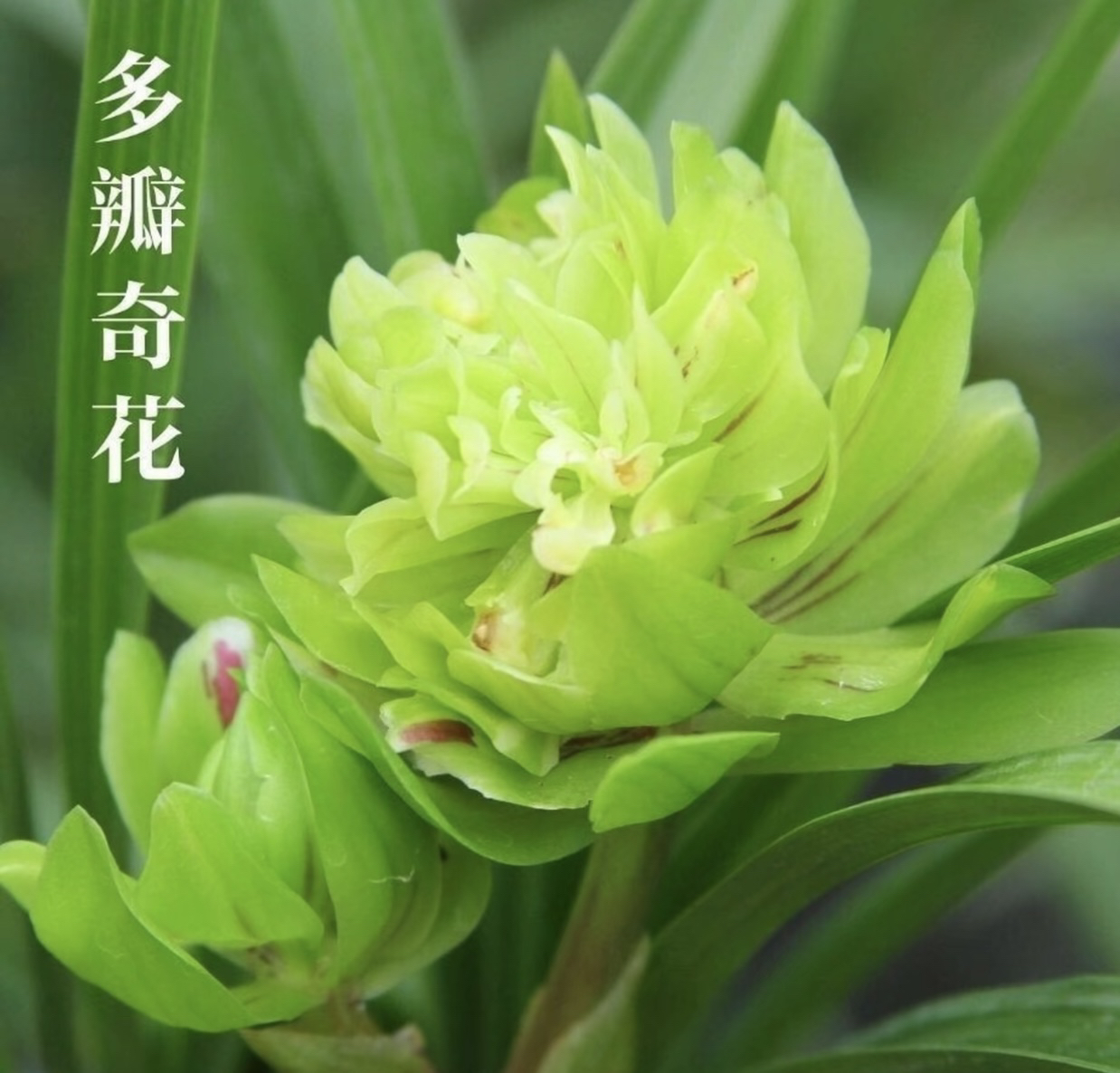 春兰【九仙牡丹】兰花 国兰 （奇花铭品）浓香型
