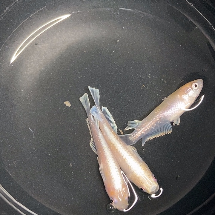 海水鱼墨子的鱼12号赤壁