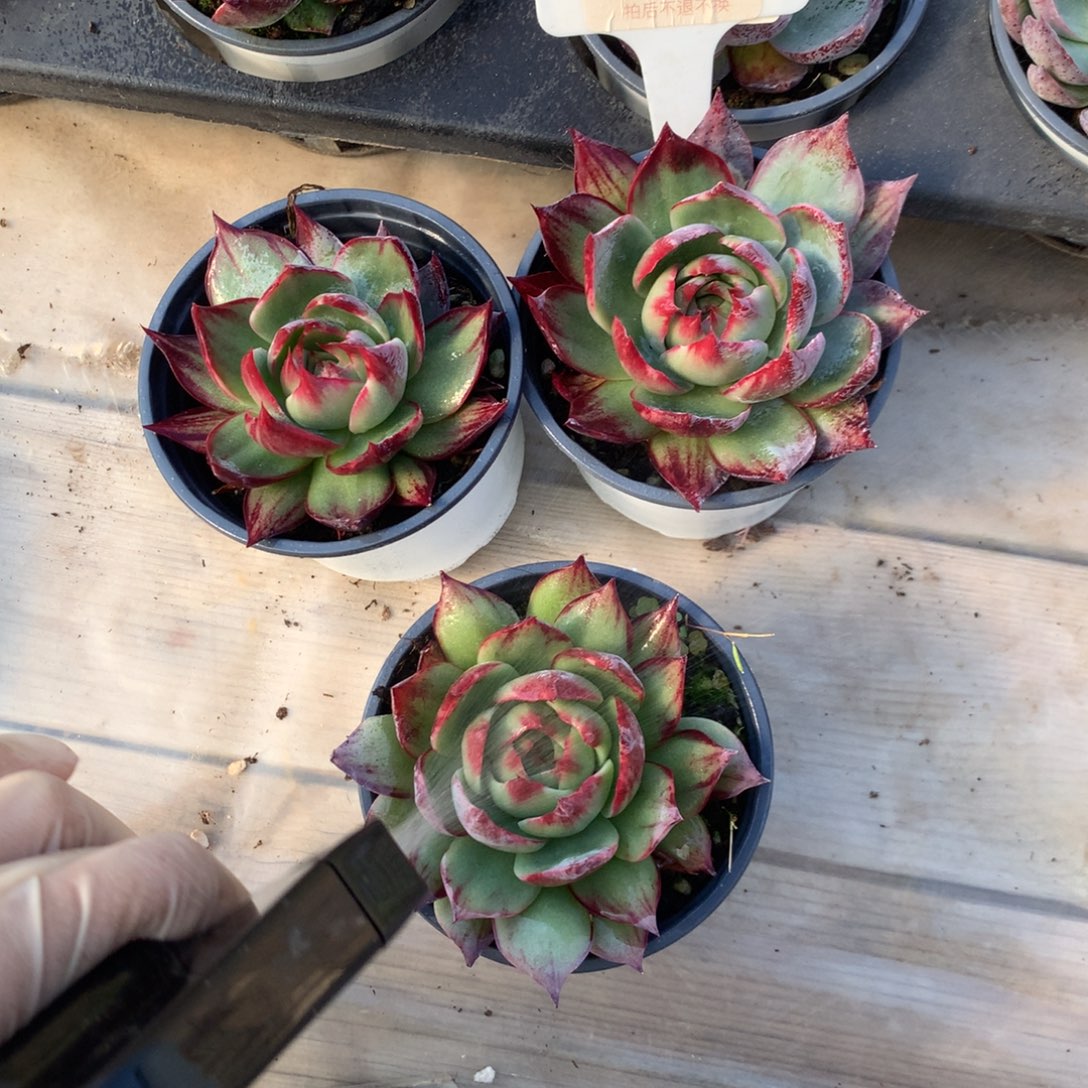 102号多肉植物惊鸿3颗