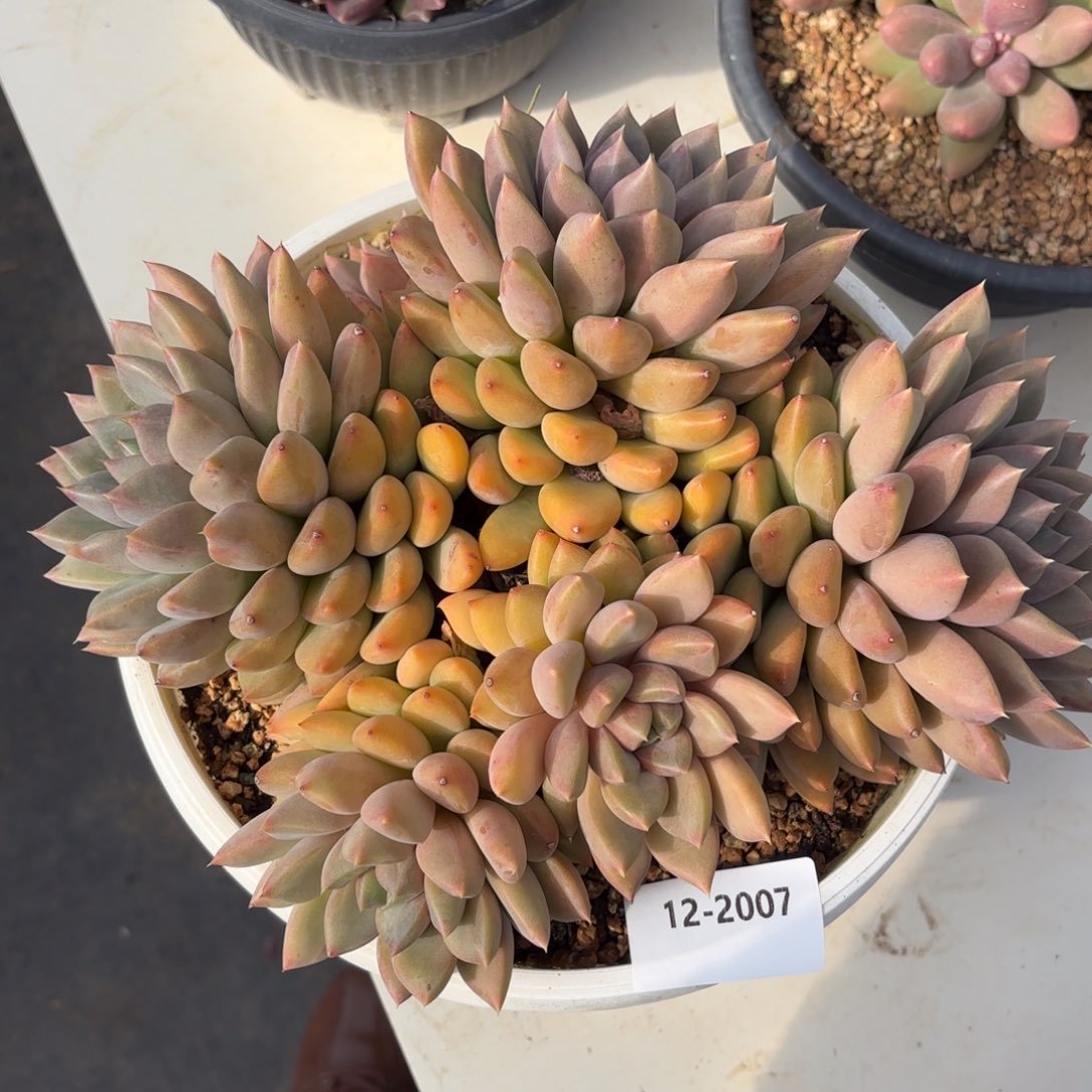 2007红象牙多肉植物