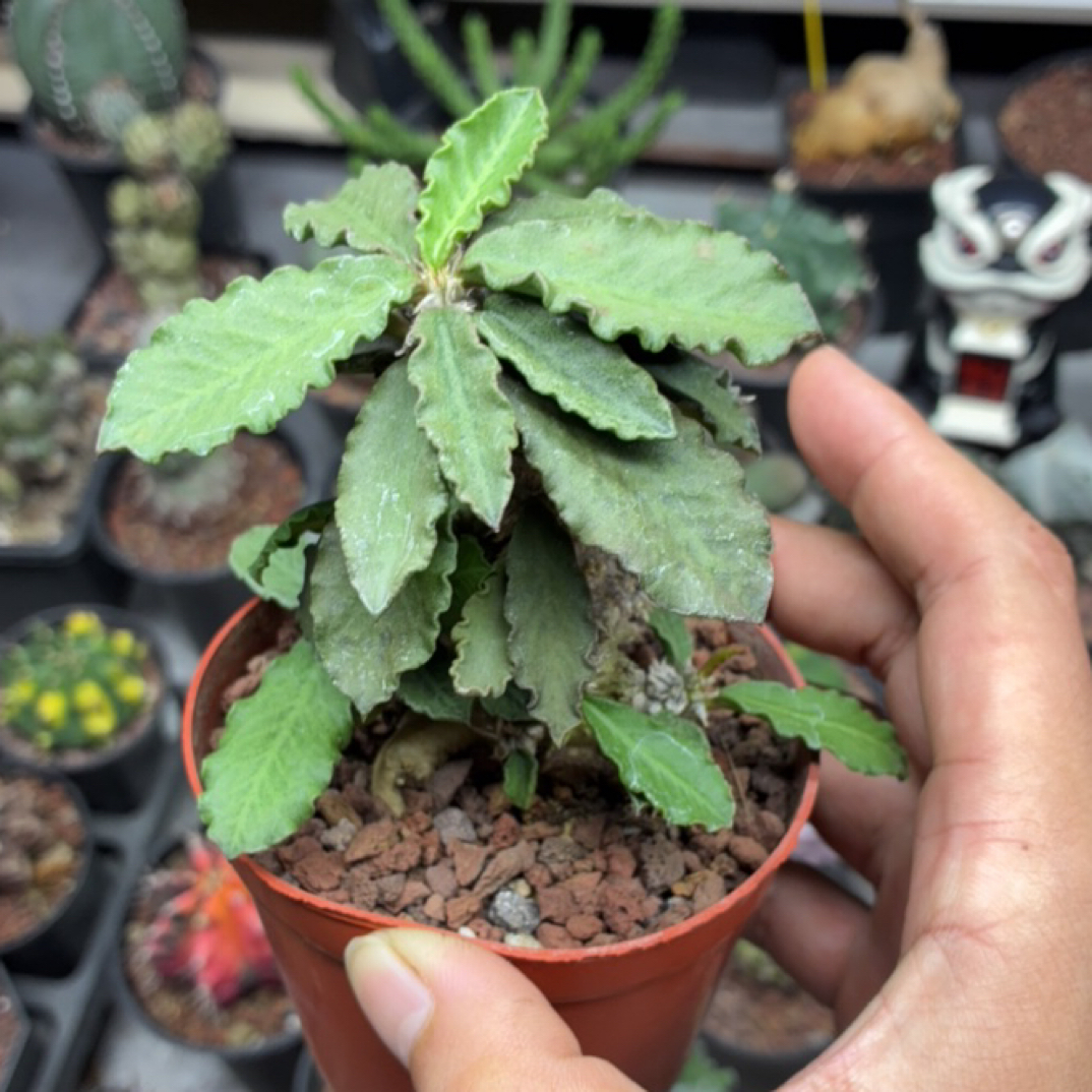自根大叶麒麟一图一物
